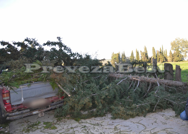 Πρέβεζα: Δέντρο προσγειώθηκε στην καρότσα οχήματος - Φώτο
