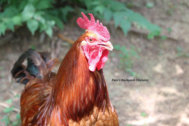 These top 10 facts about roosters may just have you considering adding these beauties to your backyard flock.