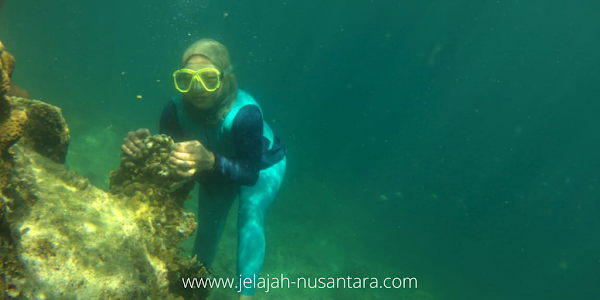 Keindahan bawah laut serta terumbu karang pulau perak - aktivitas open trip pulau harapan open trip pulau harapan 3 hari 2 malam pulau seribu