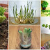 13 Veggies You Can Easily Regrow at Home