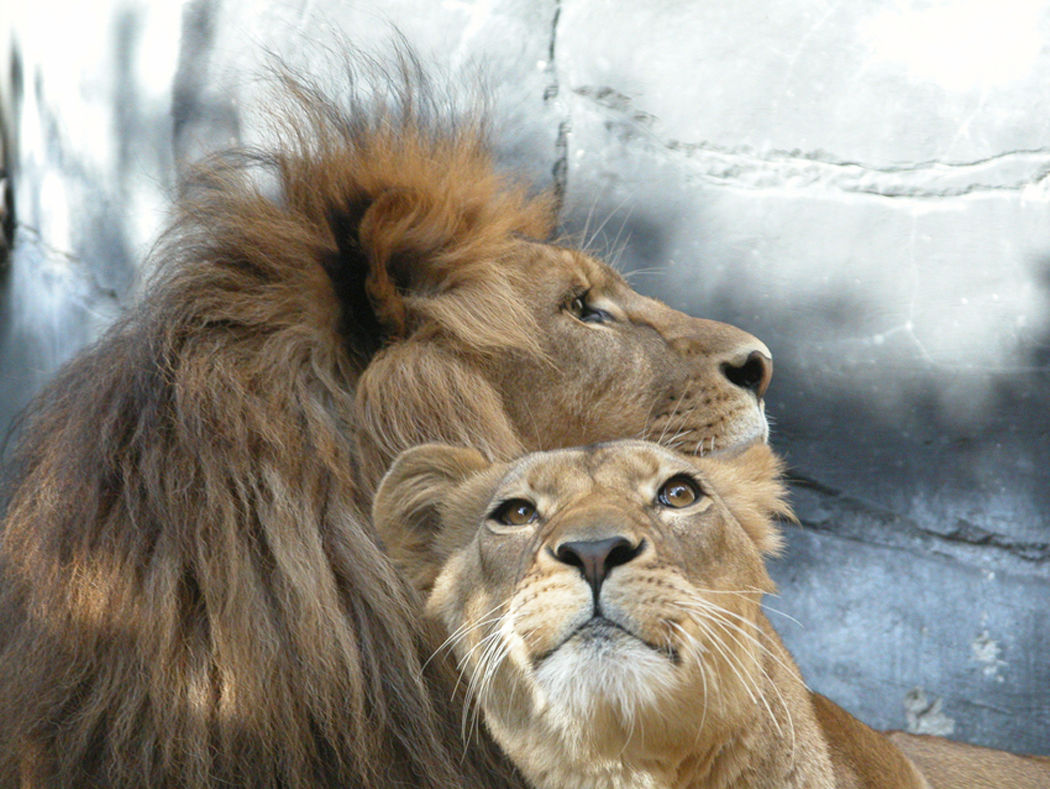 Как понравиться льву. Лев и львица. Лев львица и Львенок любовь. Влюбленные львы. Львы любовь.