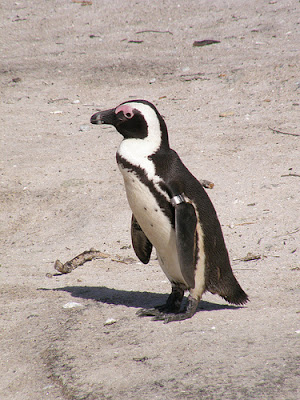 pinguino del cabo Spheniscus demersus