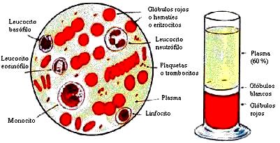 Sangre Imagen de la composición de la sangre a colores