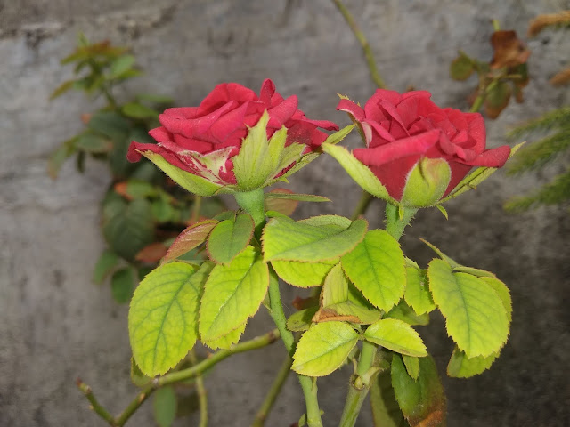 red roses,leaves, beautiful roses wallpapers