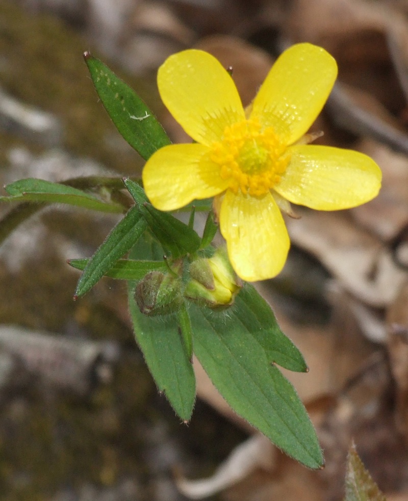 Springfield Plateau Don't Eat the Buttercups
