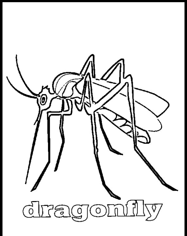 coloring pages / insects