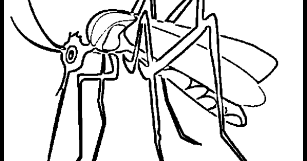 coloring pages / insects