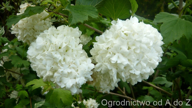 Kalina koralowa 'Roseum' Viburnum opulus 'Roseum'