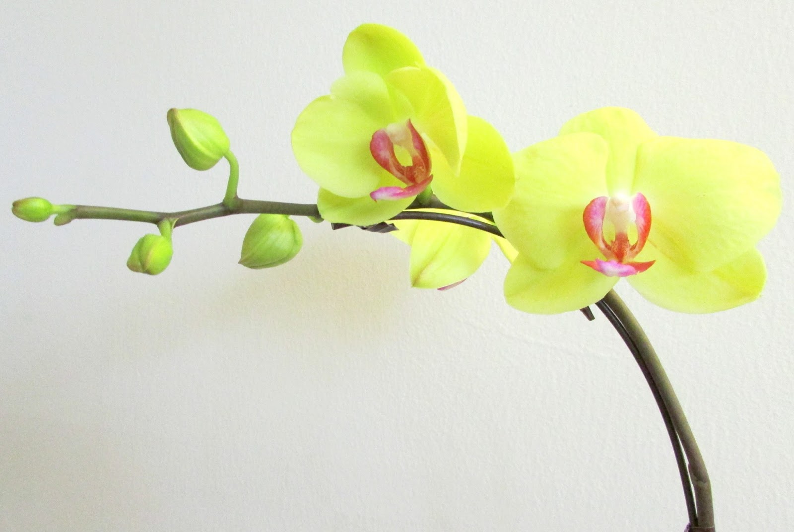 Орхидея Bernhard Phalaenopsis