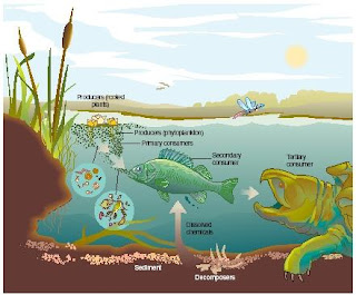 Ecological Concern: Different Types of Ecosystems Found on 