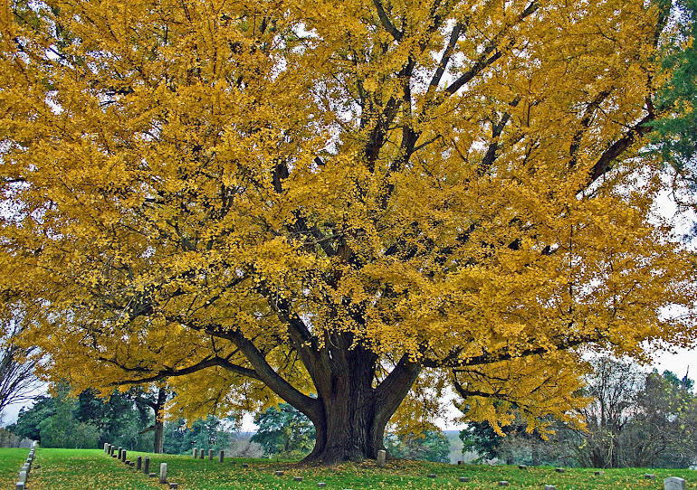 Old Gingko Tree at Vicksburg National Cemetery, Vicksburg, MS