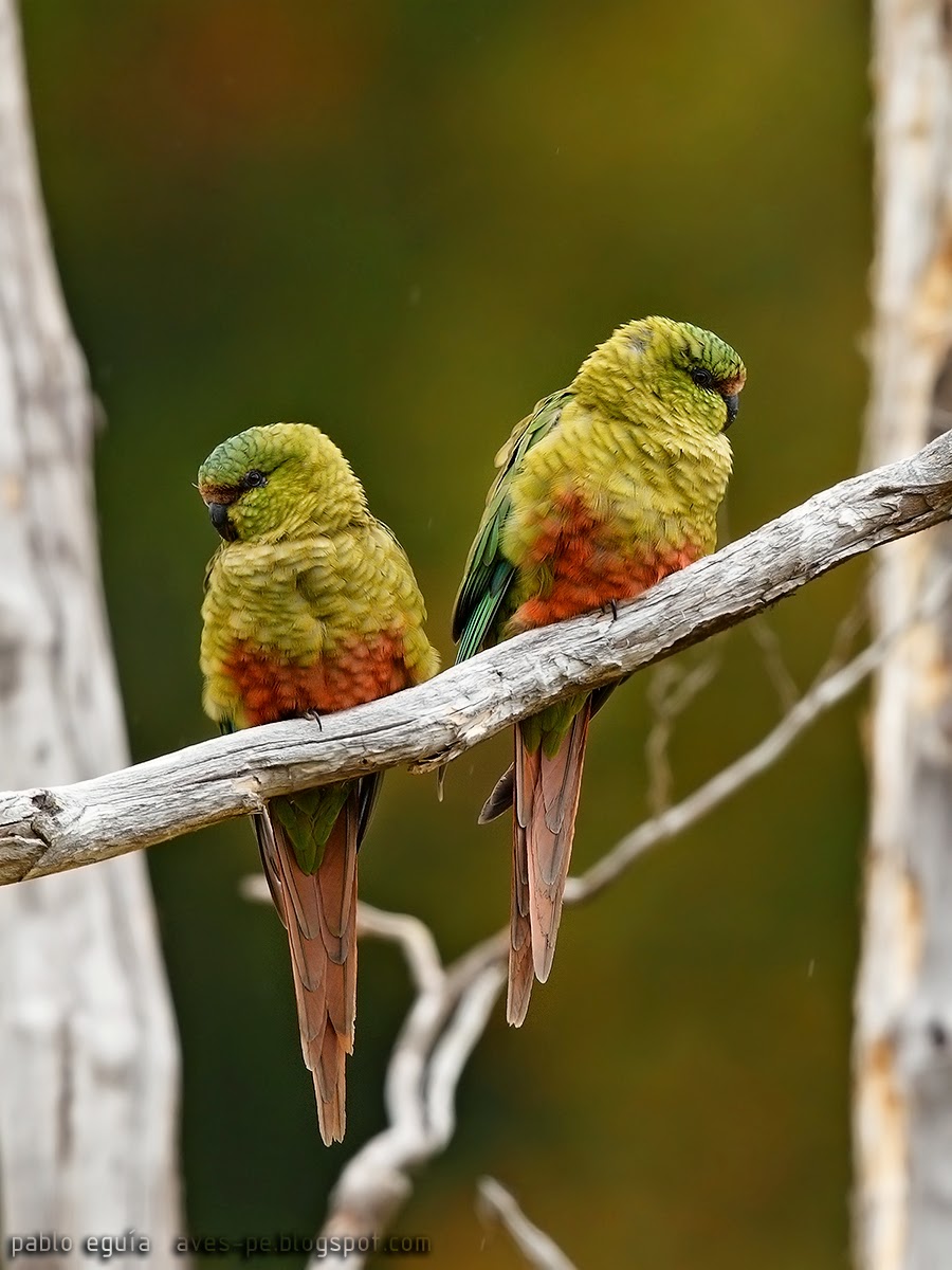 mis fotos de aves Enicognathus ferrugineus Cachaña Austral Parakeet