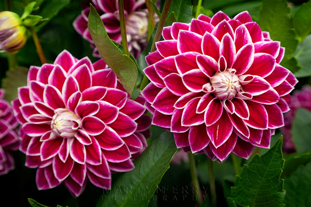 Famous collection of dahlias at Anglesey Abbey in Cambridgeshire by Martyn Ferry Photography
