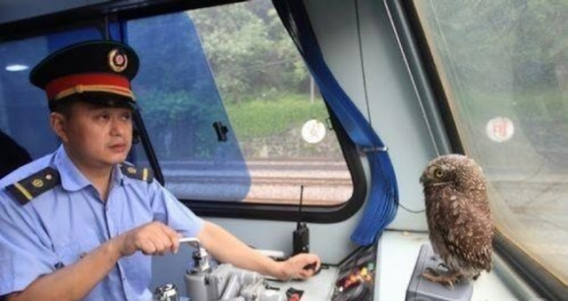 The conductor saw an owl and grabbed the microphone. When the passengers heard this, they couldn’t stop laughing. The conductor saw an owl and grabbed the microphone. When the passengers heard this, they couldn’t stop laughing.