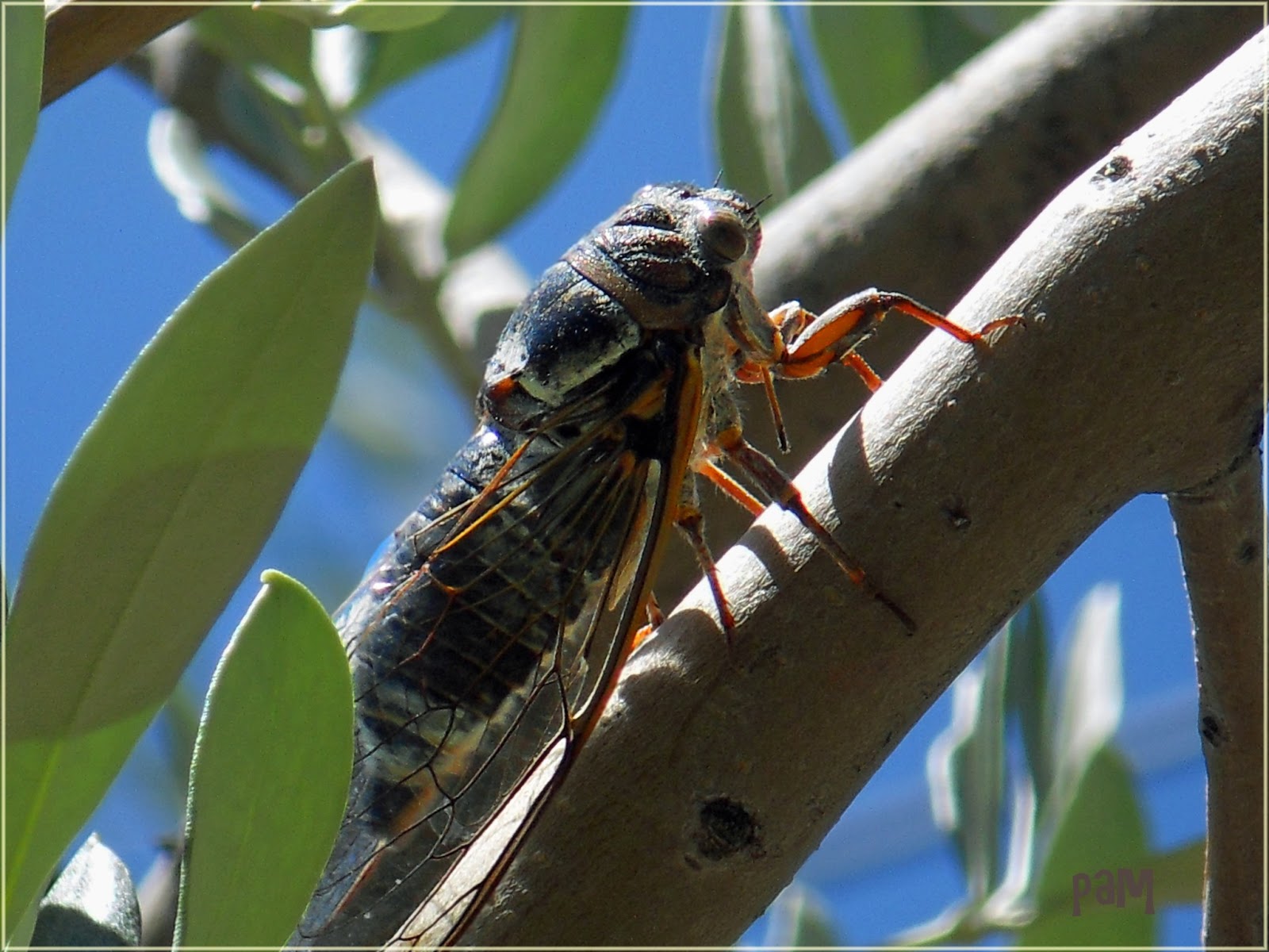 Anne MOREAU Cigales et oliviers