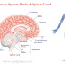 Central Nervous System: Structure, Function, Brain & Spinal Cord