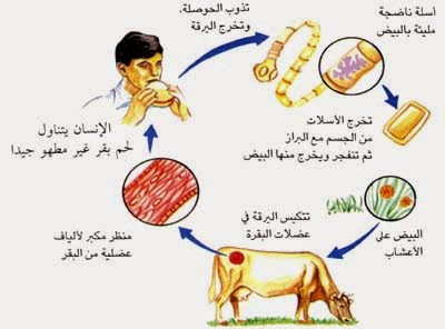 دورة حياة بلازموديوم الملاريا في الانسان