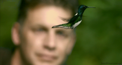Gif animado Fif animado de colibri