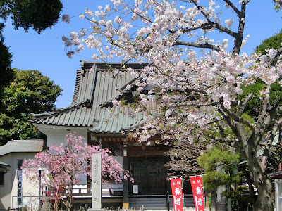 妙隆寺の桜