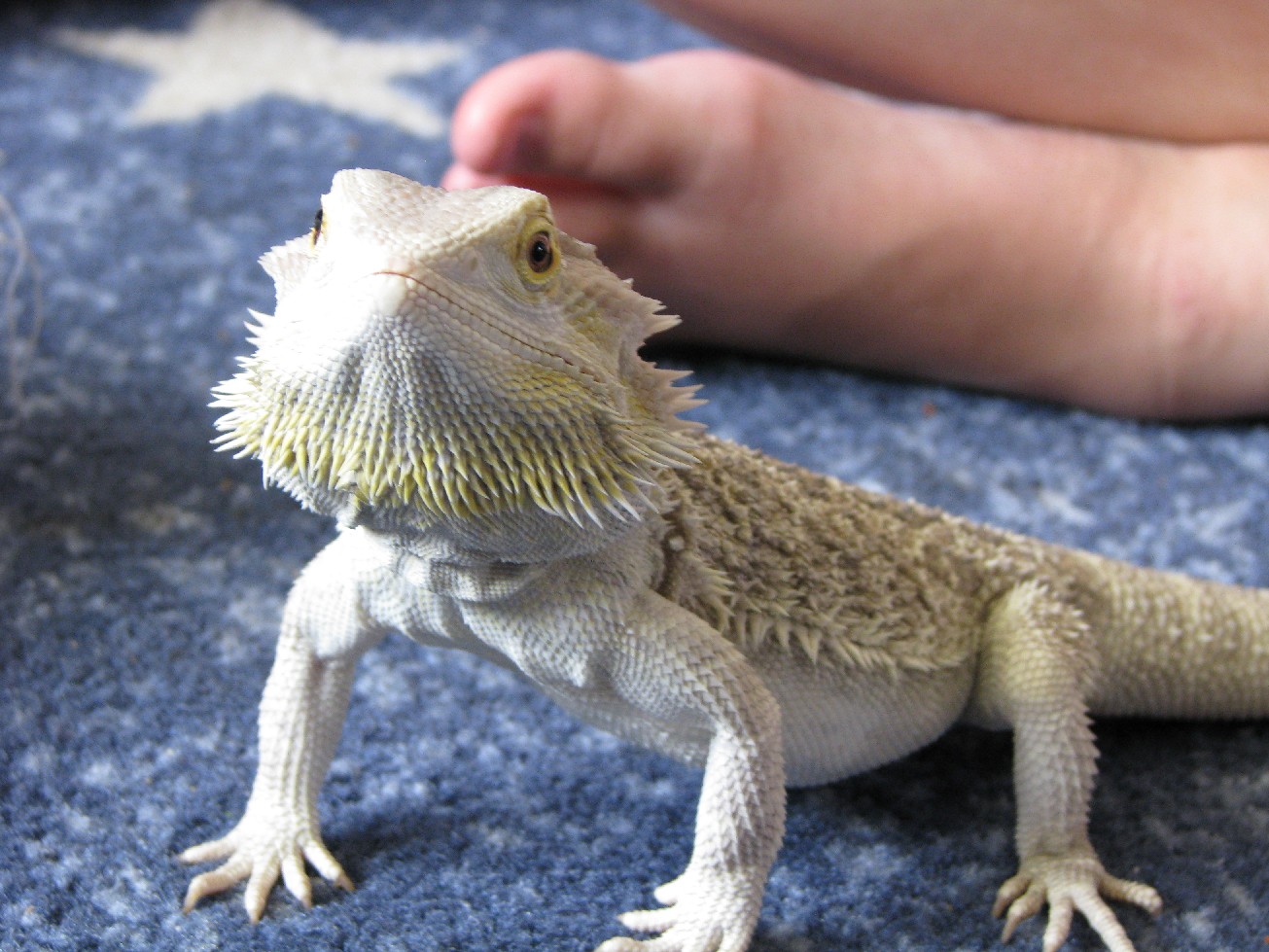 beardie-temperature.jpg