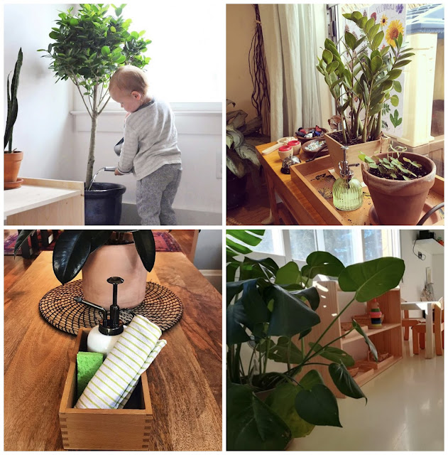 Beautiful Plants in Montessori Spaces 