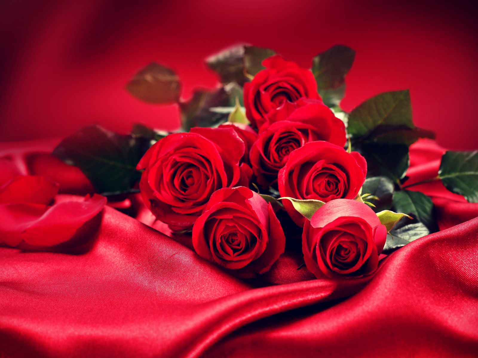 savepk: Red Rose HD 1080p - Flowers & Nature Free Download
