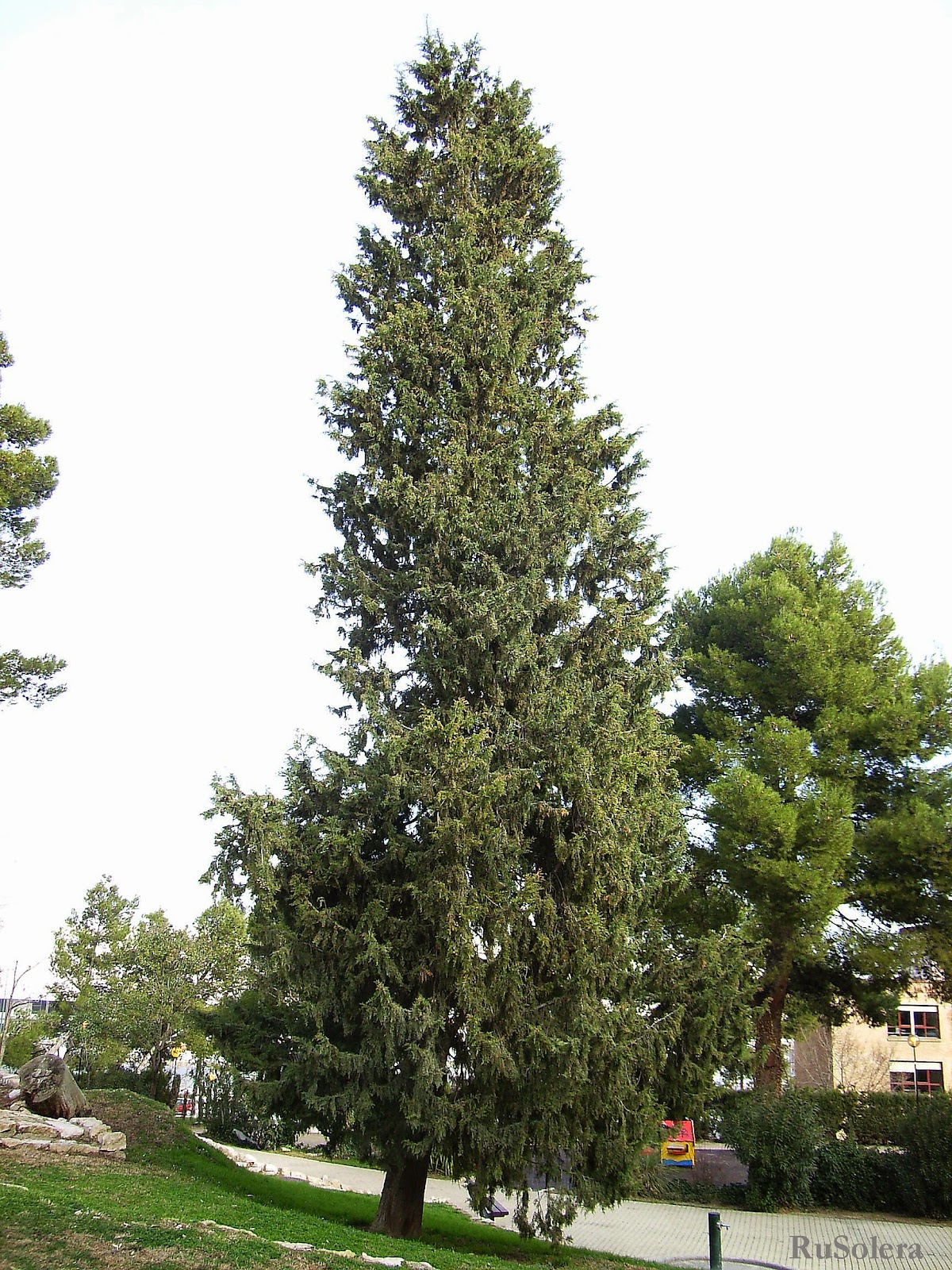 Vagabundeo tedioso por Zaragoza: Árbol, buen árbol, que tras la borrasca...