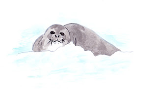 antarctica, researh, seal, watercolours, illustration | Jen Haugan