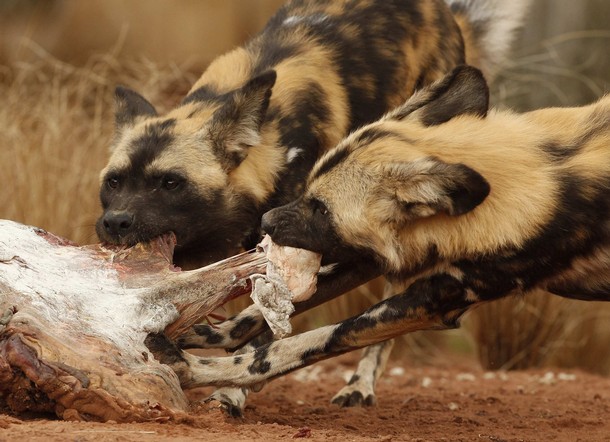 Painted dog eats a beef carcass in their new enclosure at Chester Zoo
