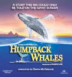 Humpback Whales Poster