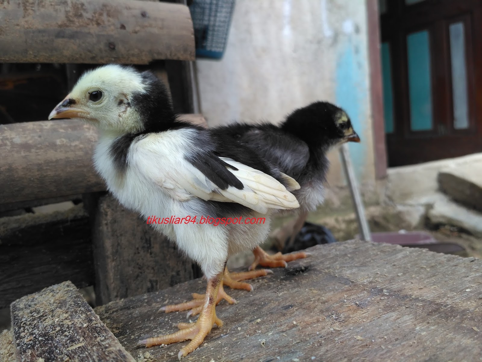 Cara Membedakan Jenis Kelamin Anak Ayam Terbaru Cara Membedakan Jenis Kelamin Anak Ayam Terbaru