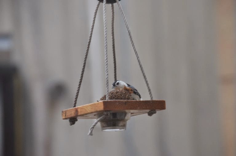 This is new ... (photo by Trisha Field)