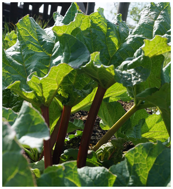 rhubarb stems - a stubborn optimist blog - C. Gault 2019