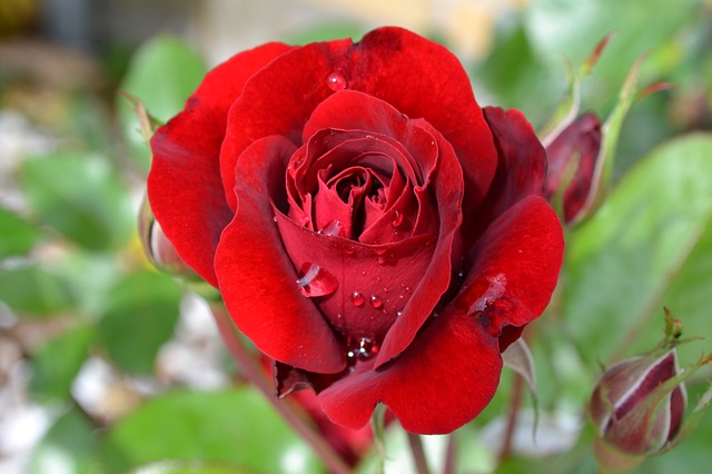 ý nghĩa số lượng hoa hồng đỏ