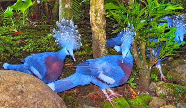 Mamburuk papua hewan endemik papua pulau terbesar Indonesia Mamburuk papua hewan endemik papua pulau terbesar Indonesia