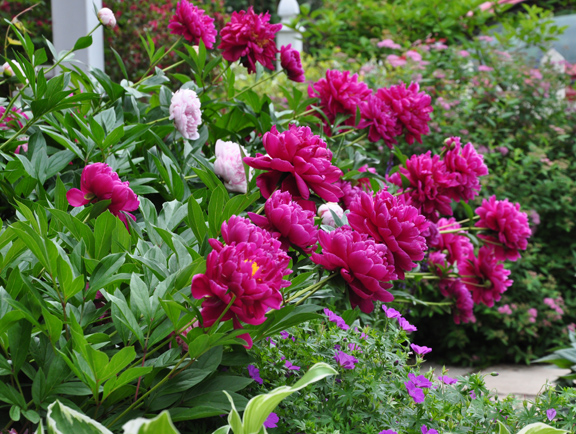 three dogs in a garden how not to transplant a peony three dogs in a garden how not to transplant a peony
