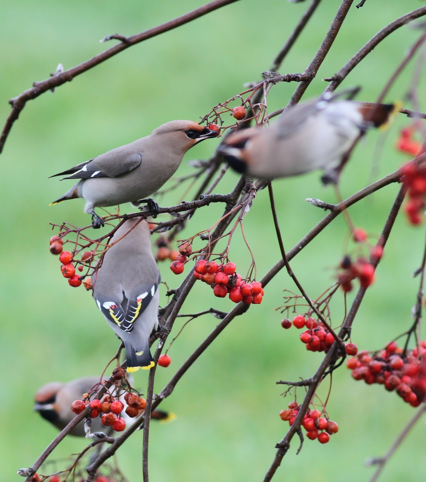 We Bird North Wales: North Wales Birding Today