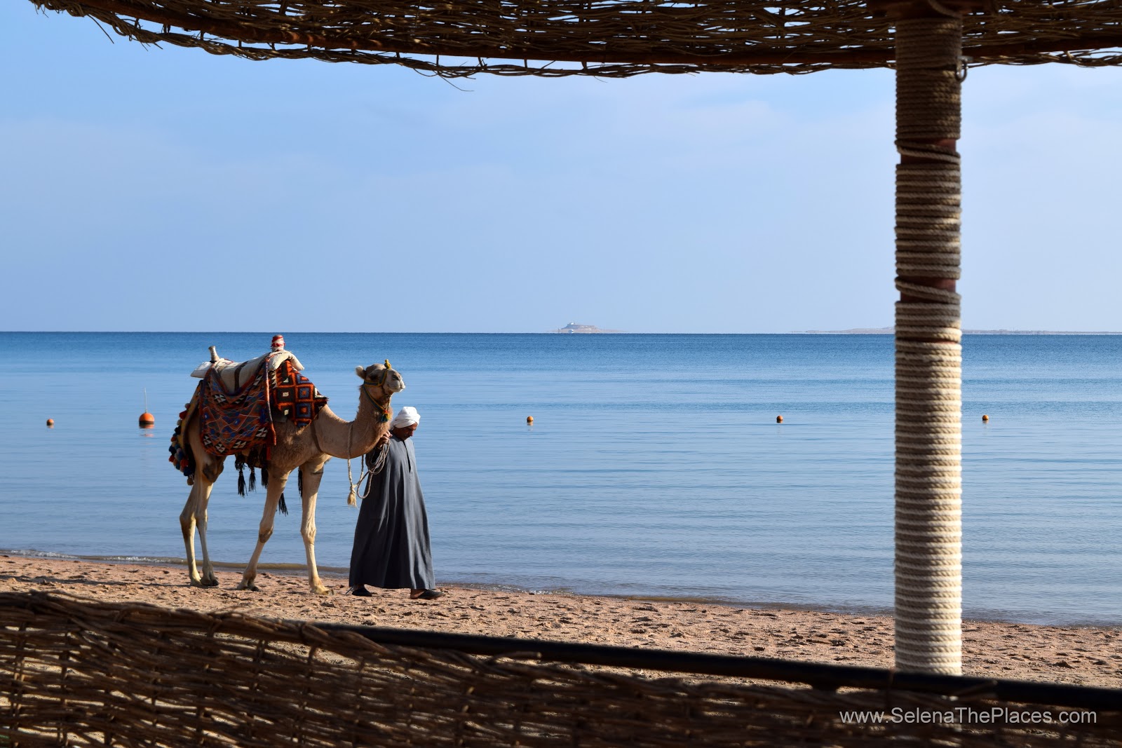 Casanova the Camel, Hurghada Egypt