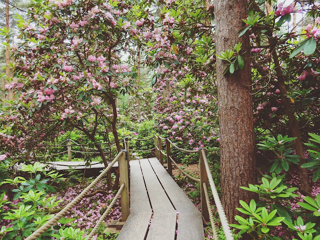 Haagan upea Alppiruusupuisto