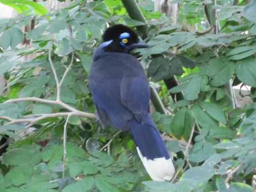 Plush Crested Jay Plush Crested Jay