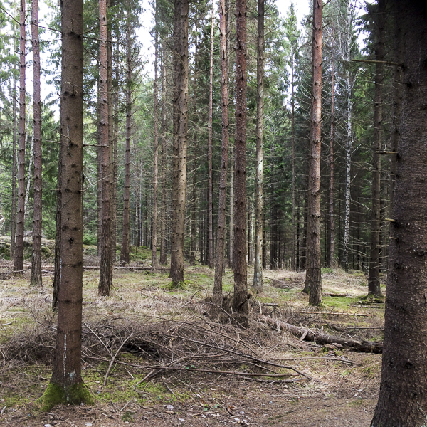 skogen skogen