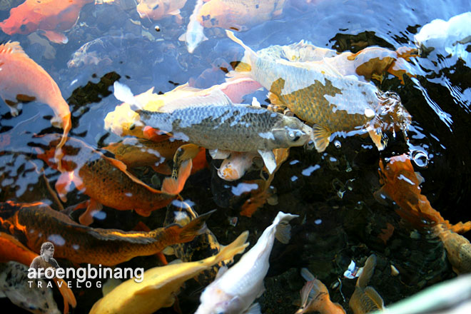 ikan emas pemandian cikoromoy pandeglang banten