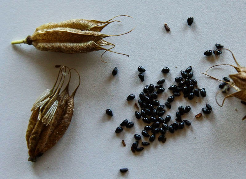 Aquilegia seeds