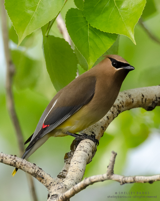 Prairie Nature: Cedar Waxwings - with and without Wax-Tipped Wings