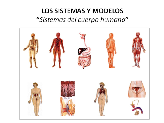 Sistemas y Modelos: funciones órganos cuerpo humano
