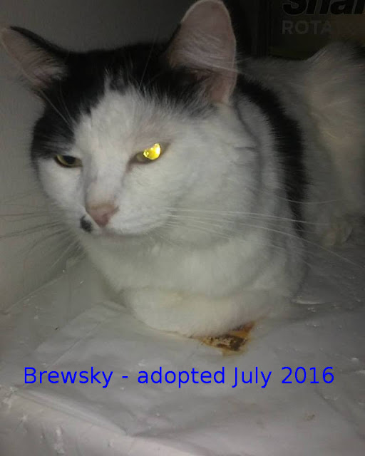 Brewsky alt text
