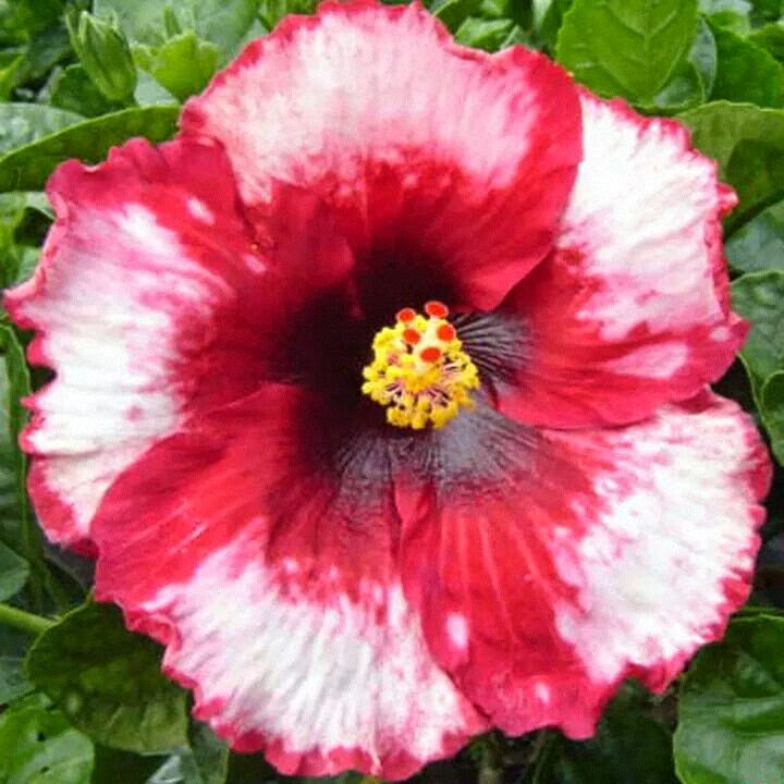 Hibiscus/Joba flower_012