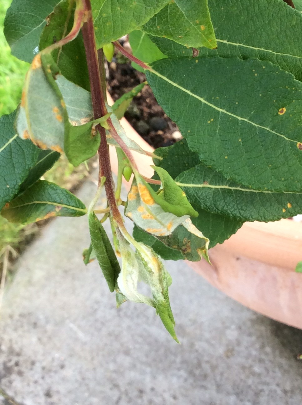 Rachel the Gardener Sad looking Willow Salix kilmarnock