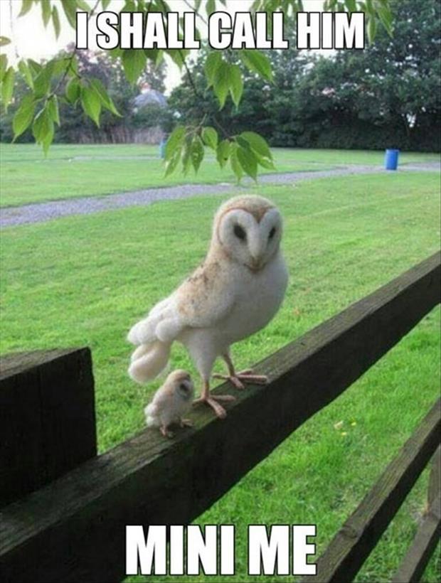 30 Funny animal captions - part 13 (30 pics), animal pictures with captions, funny memes, mini me owl