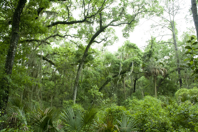 La vegetación tropical del Little Talbot State Park en Florida